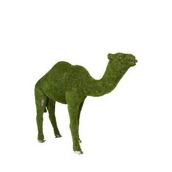 Camel ラクダ